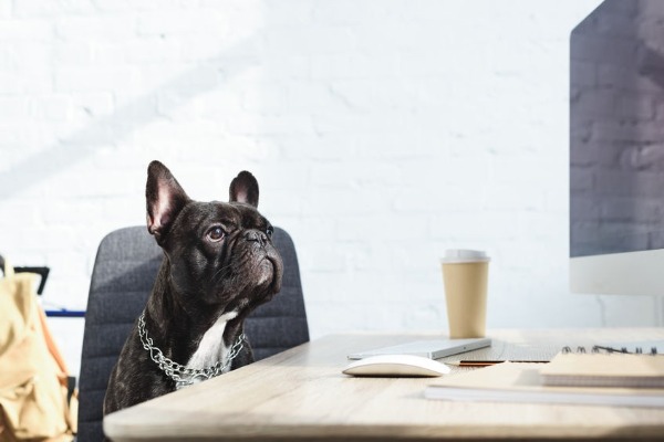 What’s the downside to designer dogs?