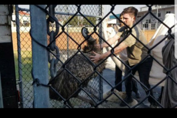 Wayward Emu rescued