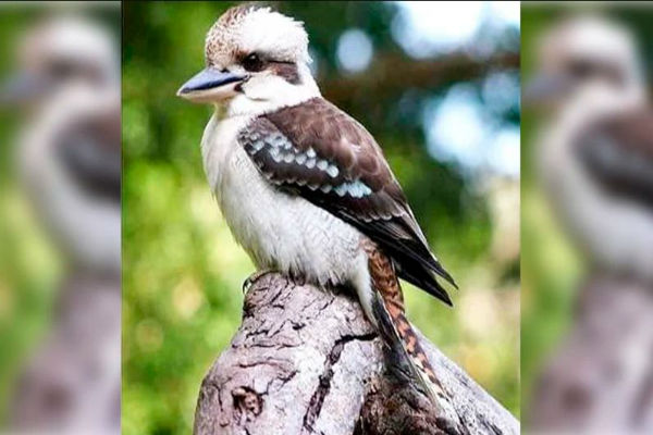 Did Kevin the Kookaburra have it coming?