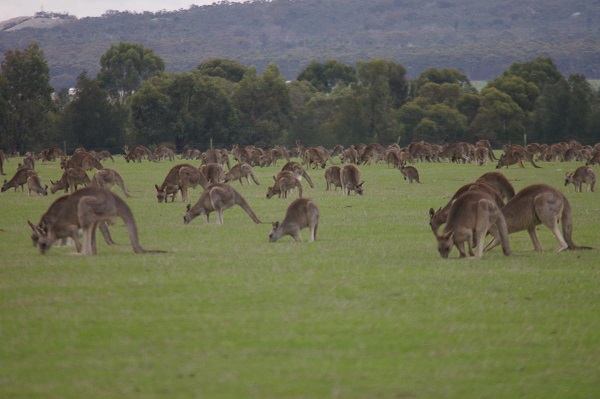 Article image for Roo boom