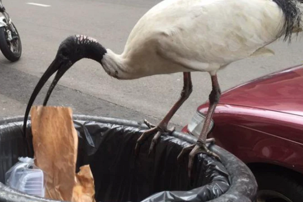 Where are the bin chickens in your area?