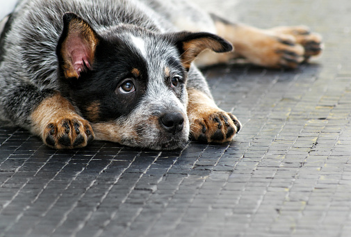 PTA don’t want dogs on trains