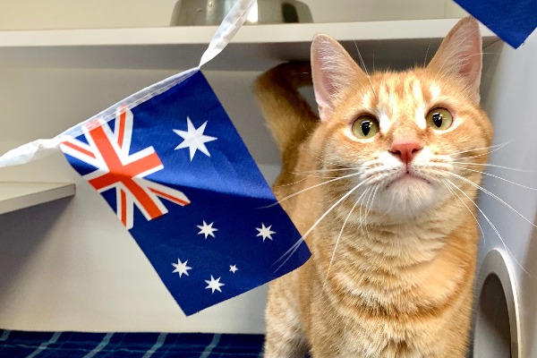 cat travel to australia