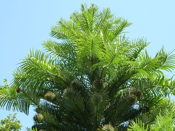 Article image for Fungus on an apricot tree and an accidental pineapple with Sue McDougall