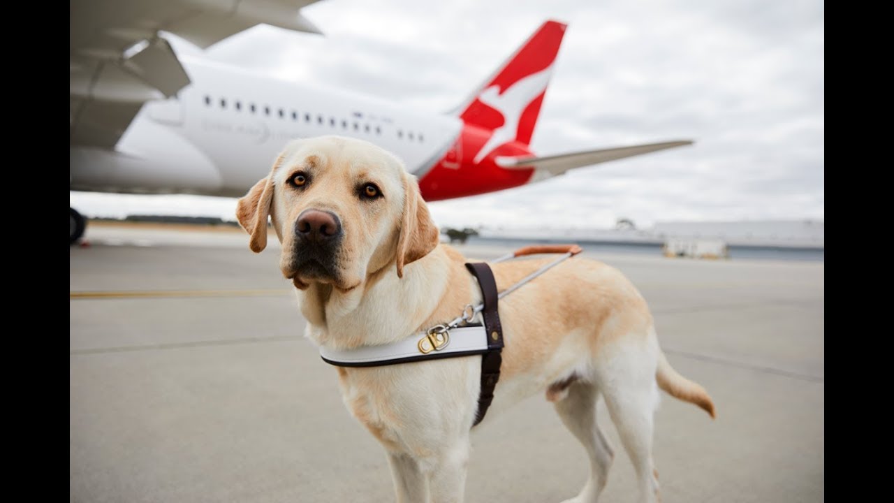 Article image for Rescue Dogs and Dogs on Planes – Dr. Tony Vigano From Swans Vets