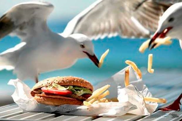 How to keep pesky seagulls away from your food