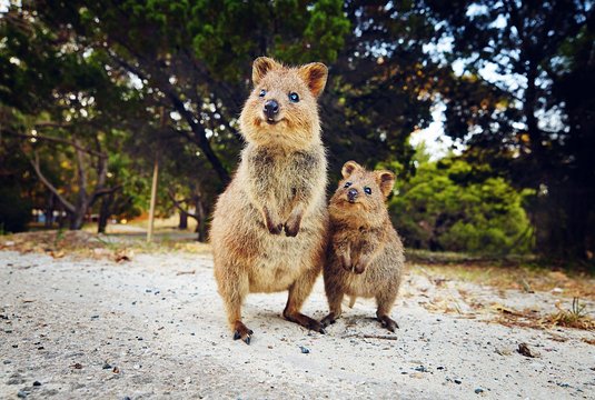 The A-Z of WA – Rottnest