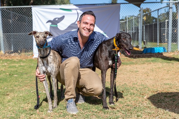 Gentle giant dogs make perfect pets