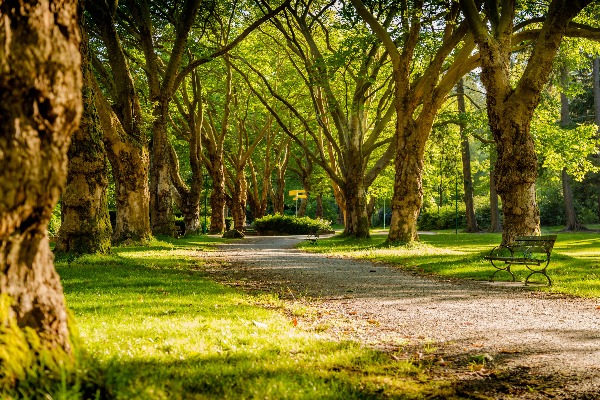 How important are trees to our suburbs?