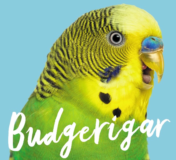 Author Sarah Harris on new book Budgerigar about an old Australian favourite.