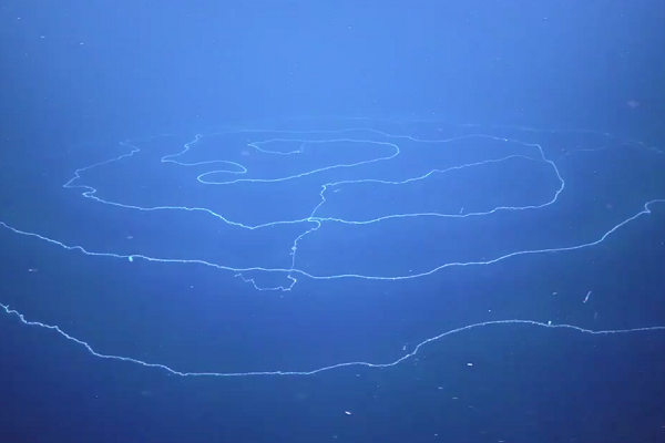 The Longest Creature In The World Found Off The West Australian Coast!
