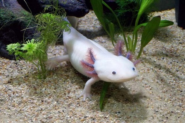 Article image for What Is Too ‘Young’ To Adopt A Pup and Axolotl’s?! Swans Veterinary Centre’s Tony Vigano on Afternoons