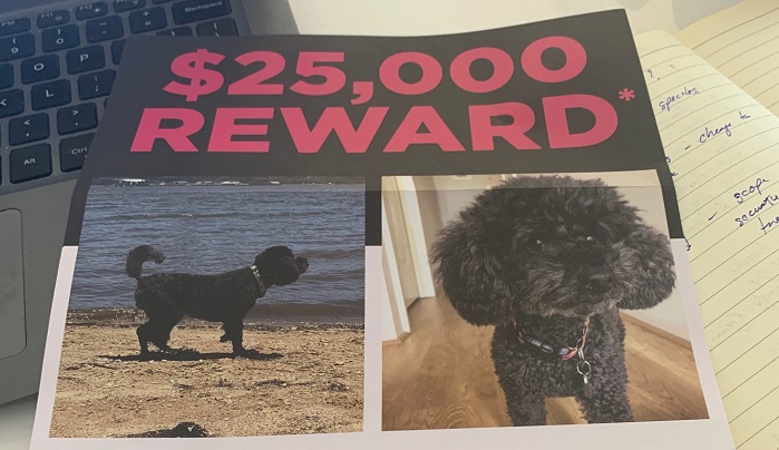 Article image for $25,000 REWARD To Find A Toy Poodle!