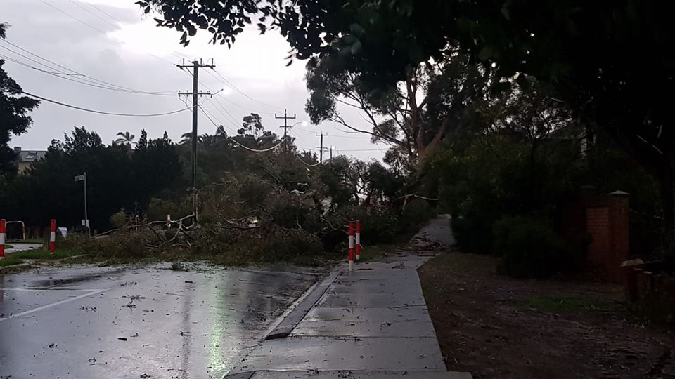 Article image for Fallen trees and leaking roofs cause issues for DFES