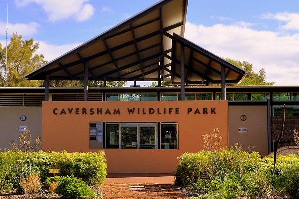 Article image for Caversham Wildlife Park has a new resident… a baby koala!