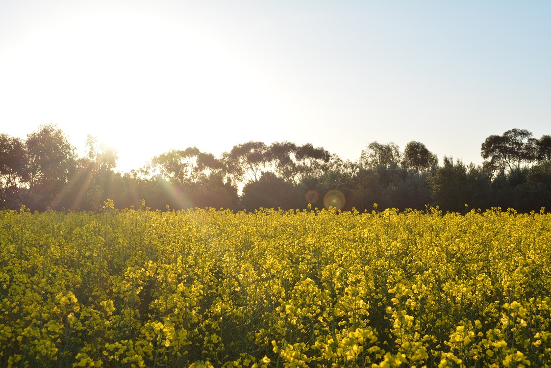 “You can’t put a kid through that” – Wheatbelt farmer hits back