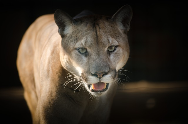 Big cats in rural Australia: fact or urban myth?