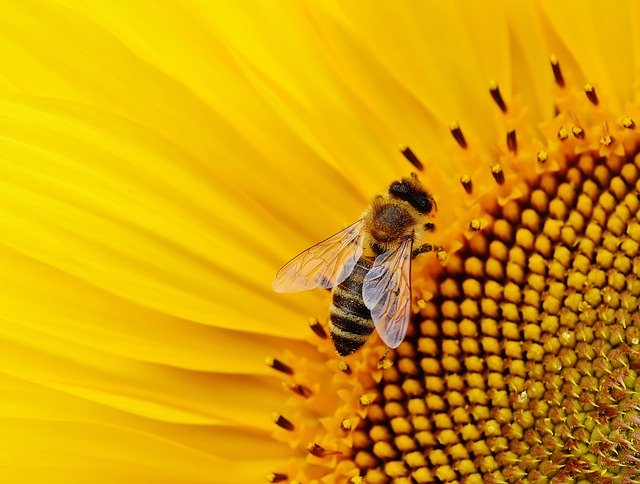 West Aussie bees are worth HOW MUCH to the economy each year?