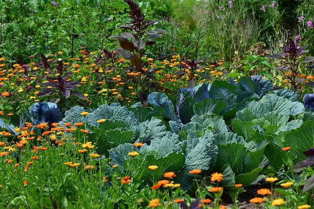 Proteas, avocados and lemon trees! Gardening with Sue McDougall