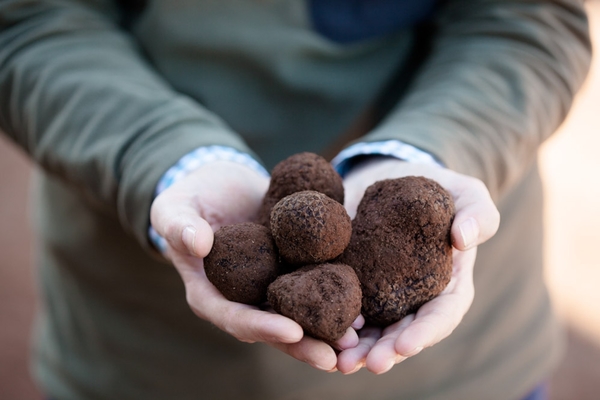 The black gold of Manjimup