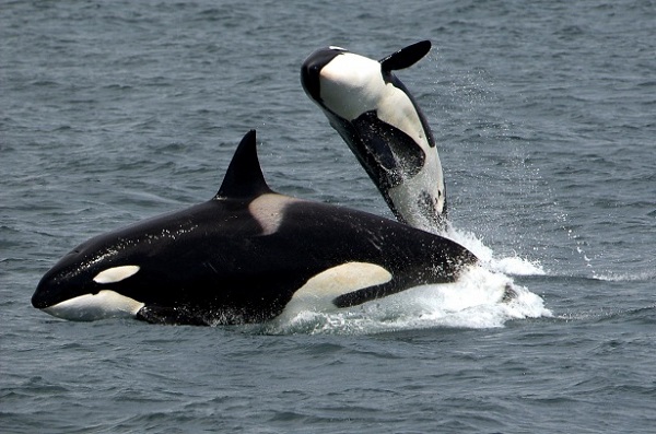 Article image for The great collection of orcas, dolphins and other whales off Bremer Bay