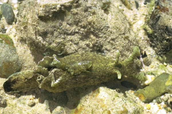 Warning to dog owners over sea hares