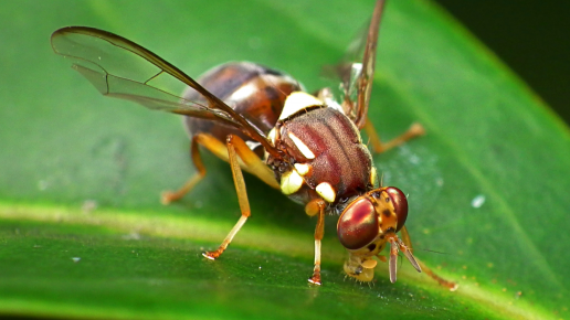 Queensland fruit fly alert – More of the Western suburbs now in the Quarantine Area