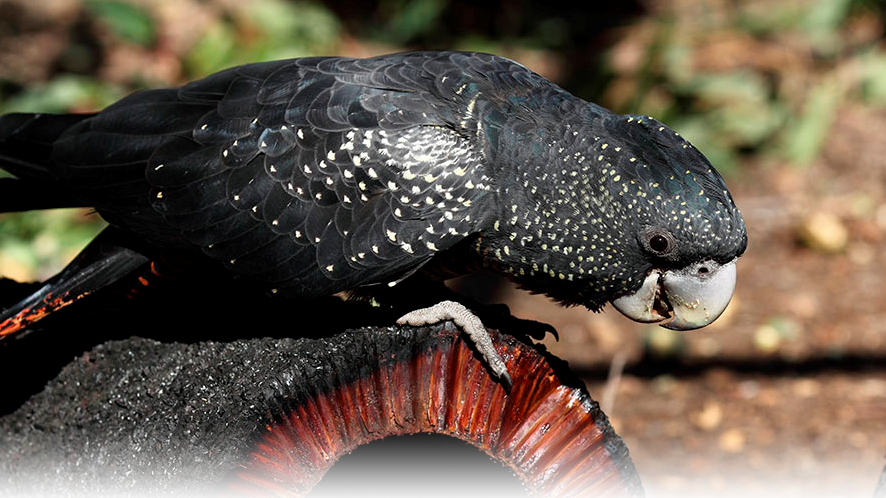 Black Cockatoos – What do you do if you find an injured or sick  Black Cockatoo?