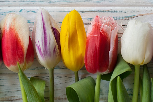 Winter Flowers at the Nannup Flower and Garden Festival