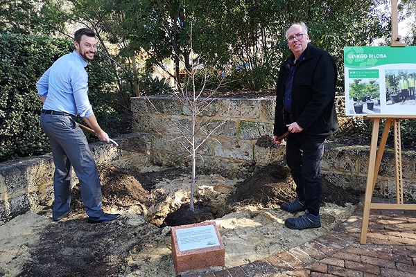 The Ginkgo Biloba planted in South Perth descended from a tree that survived the Hiroshima bomb