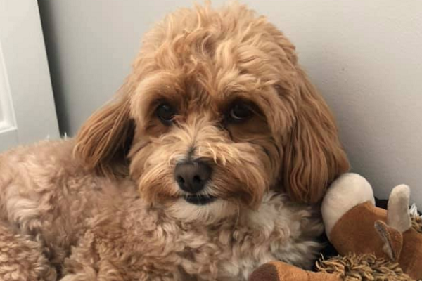 Calls for changes to how councils handle violent dogs after Cavoodle killed in Perth’s north
