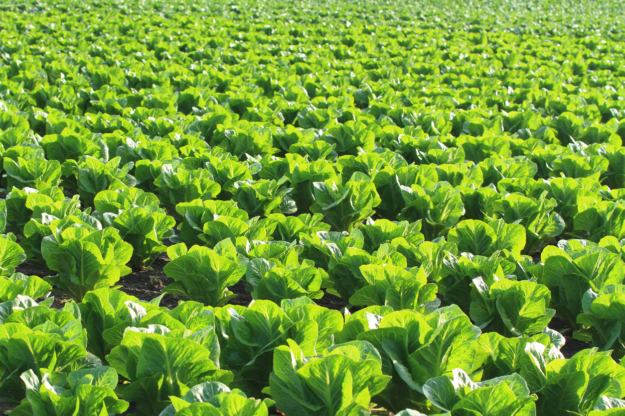 $100,000 worth of lettuce destroyed