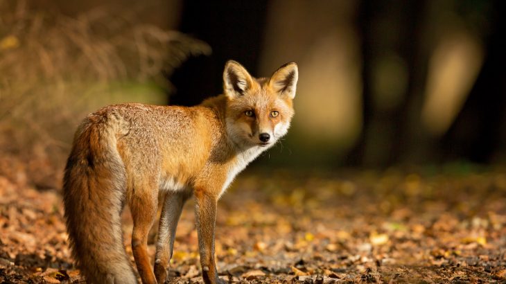 A sly fox has been stealing boots