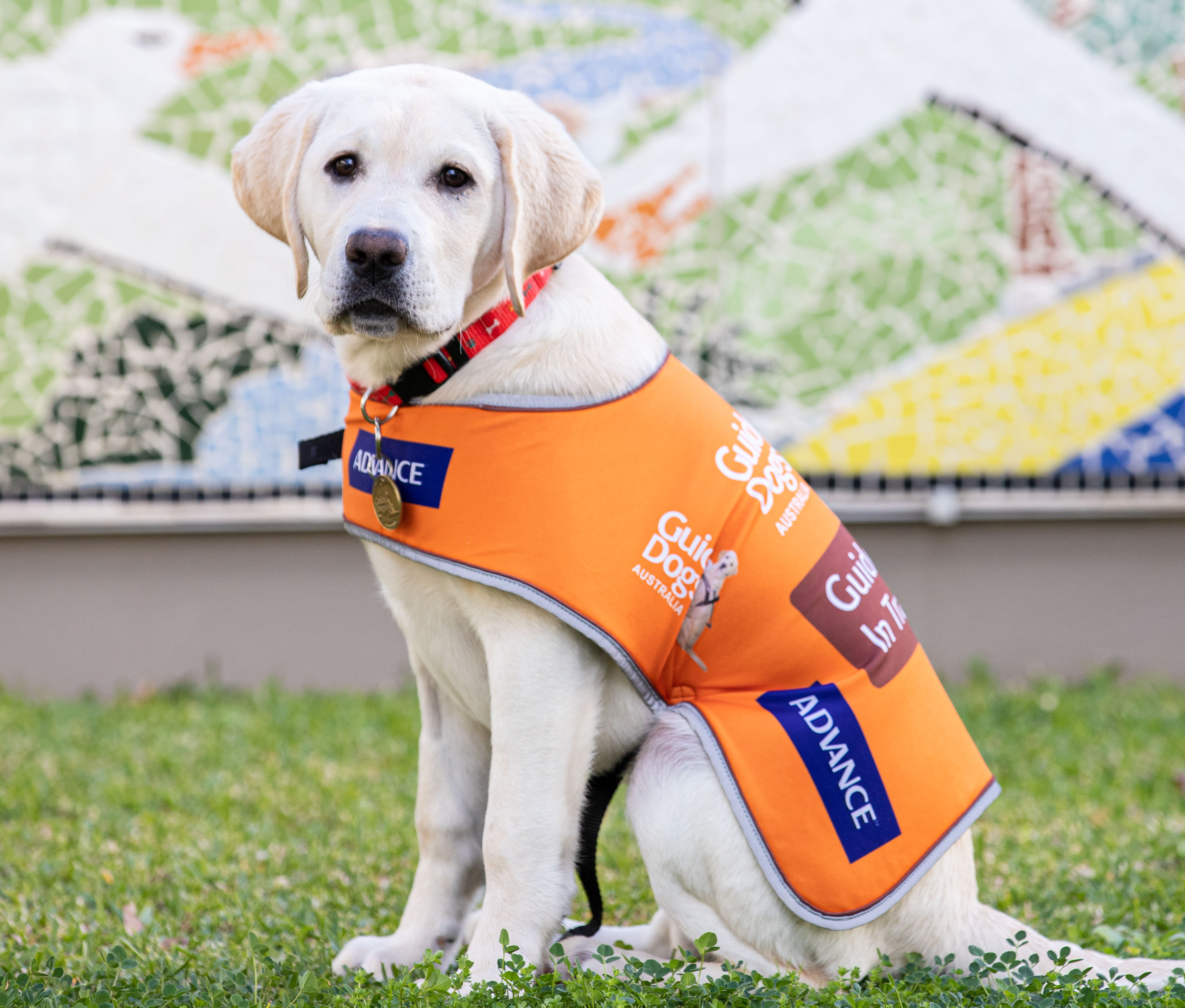 Want to help train a Guide Dog?