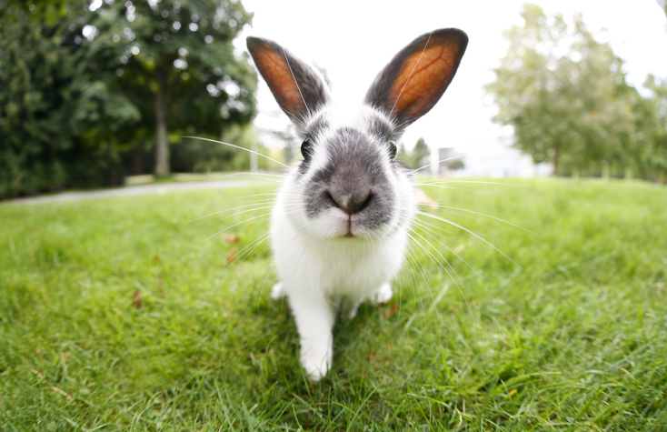 Article image for 100 rabbits have had to be removed from a Perth home