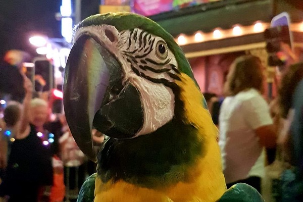 Tiberius, the 16 year-old disability service macaw, is due for retirement
