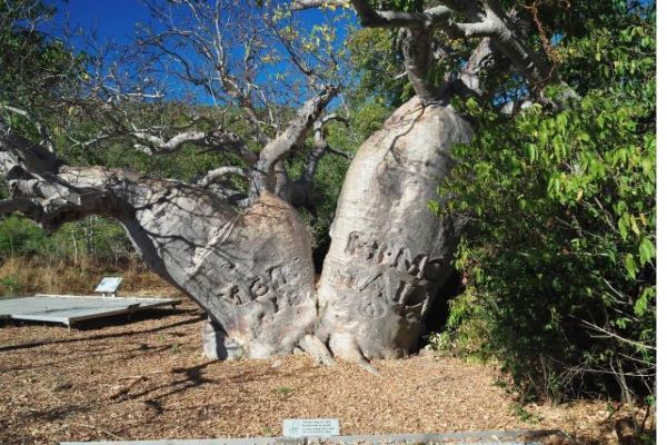 The fascinating story of the Kimberley “Mermaid” boab tree