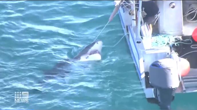 Article image for Shark populations healthy in WA as tagging program begins