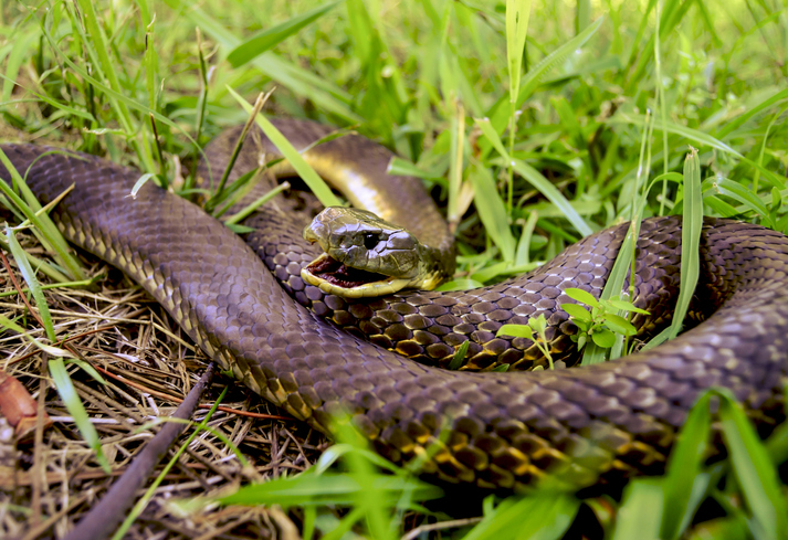 Article image for Lack of knowledge leaves Aussies at risk from venomous creatures