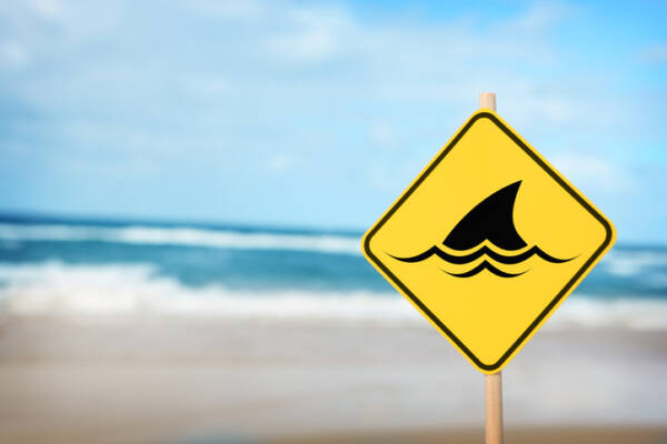 Article image for Shark warning for northern suburbs beaches