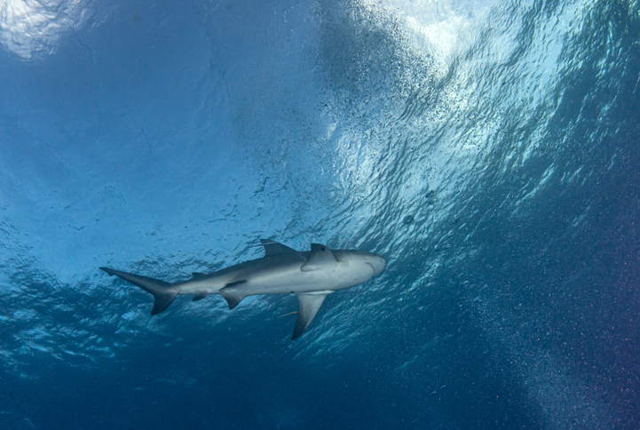 Article image for Research into bull shark numbers as man recovers from more surgery