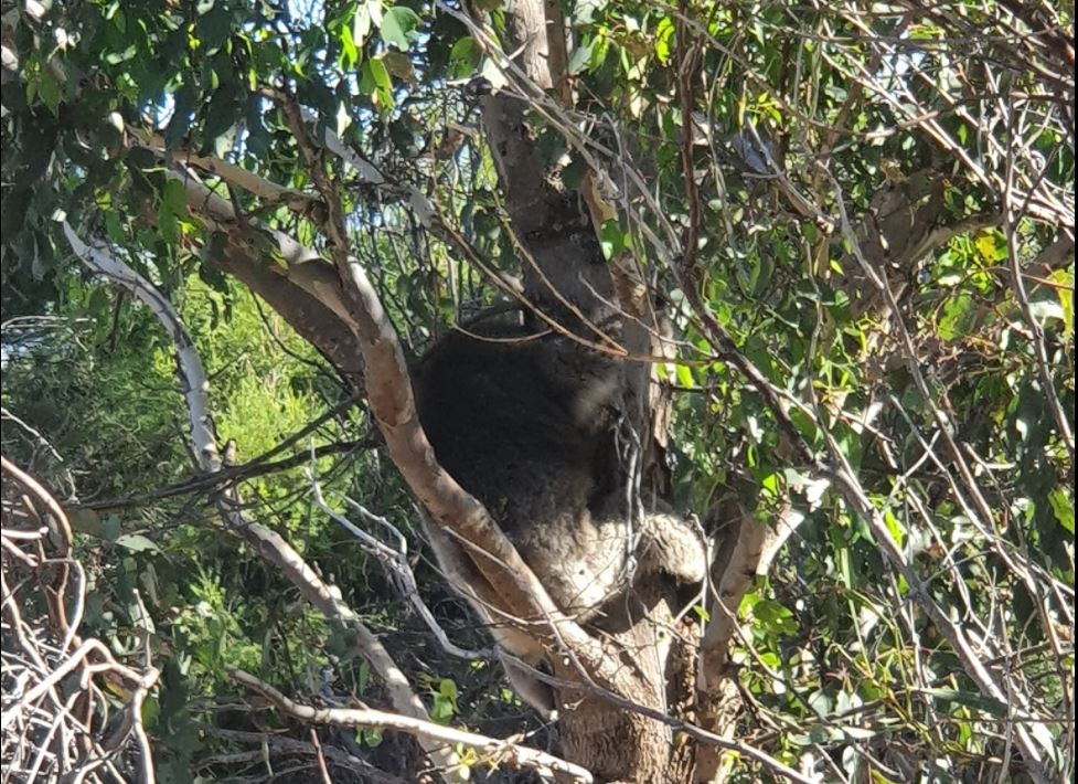 Article image for Missing koala found after desperate search near Adventure World