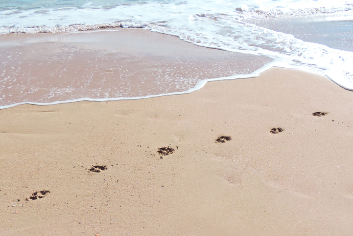 Woman recalls frightening encounter at Perth dog beach - 6PR