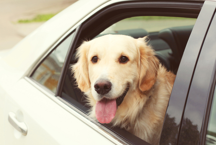 Article image for The new app allowing pets to travel unaccompanied