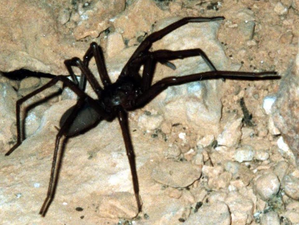 Article image for Rare spider named after Australian heroes