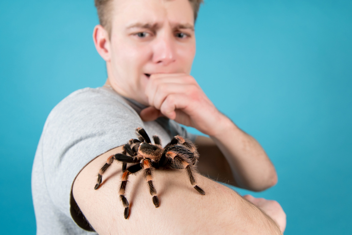 Article image for How an app could help you tackle a fear of spiders