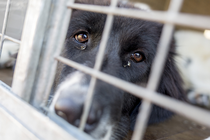 Article image for WA animal cruelty hotspots revealed