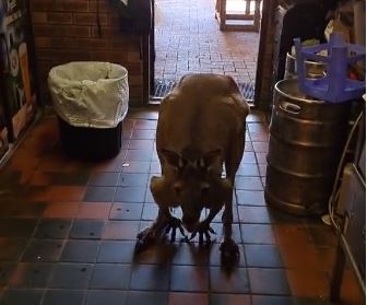 Article image for VIRAL VIDEO | Kangaroo hops into Perth pub
