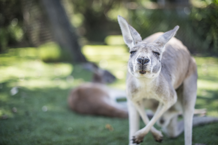 Article image for Roo ban: Australian kangaroo trade targeted by US politicians