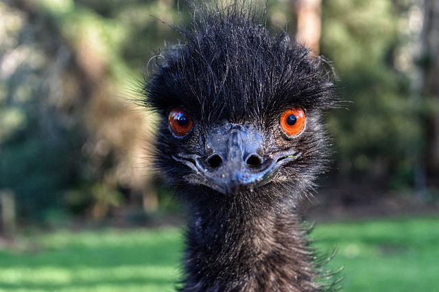 Meet Britain’s unlikely Emu King